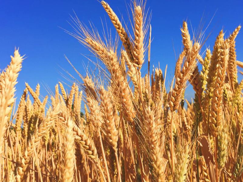 Picture of wheat